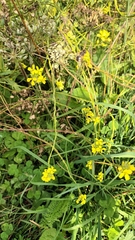 Rhamphospermum arvense