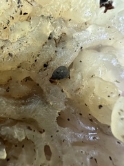 Ductifera pululahuana