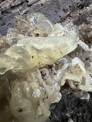 Ductifera pululahuana