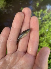 Fundulus confluentus