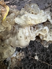 Ductifera pululahuana