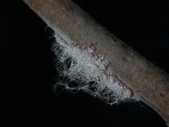Drosicha