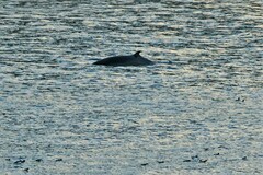 Balaenoptera acutorostrata