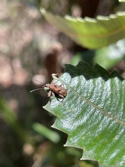 Agnesiotis pilosula