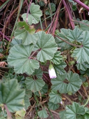 Malva neglecta