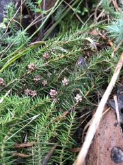 Acrotriche serrulata