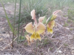 Gladiolus virescens