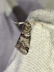 Acrobasis romanella