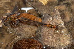 Austrocnemis splendida