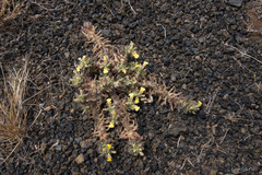 Ajuga iva