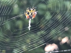Austracantha minax