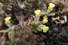 Ajuga iva