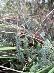 Acrotriche serrulata