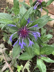 Centaurea montana