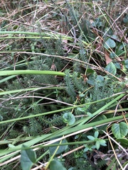 Acrotriche serrulata