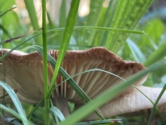 Marasmius