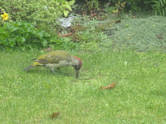 Picus viridis