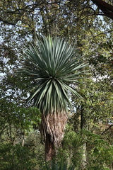 Furcraea parmentieri