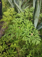 Prionosciadium thapsoides