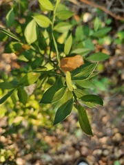 Ruscus aculeatus