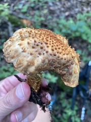 Pholiota squarrosoides