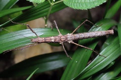 Neohirasea