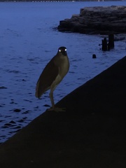 Nycticorax caledonicus