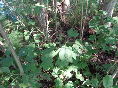 Ribes rubrum