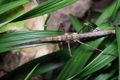 Neohirasea