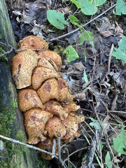 Pholiota squarrosoides