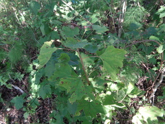 Ribes rubrum
