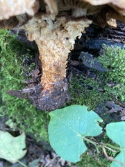 Pholiota squarrosoides