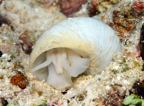 Vanikoro cancellata observed 2013-03-25