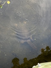 Apalone ferox
