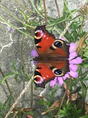 Aglais io