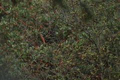 Poecile sclateri