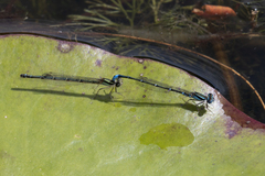 Austroagrion watsoni