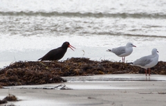 Haematopus fuliginosus
