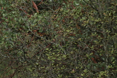 Poecile sclateri