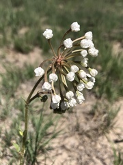 Abronia fragrans