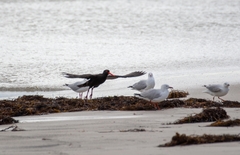 Haematopus fuliginosus