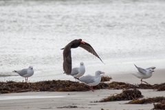 Haematopus fuliginosus