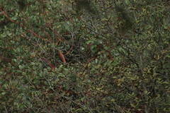 Poecile sclateri