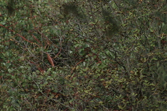 Poecile sclateri