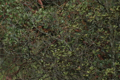 Poecile sclateri