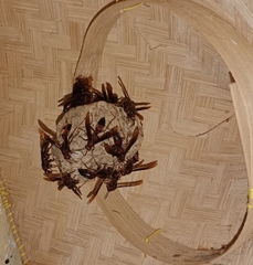 Polistes tenebricosus