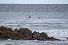 Haematopus fuliginosus