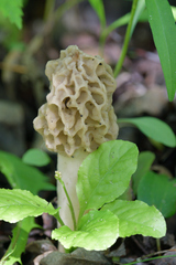 Morchella americana