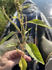 Amaranthus