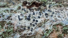Lecidella elaeochroma